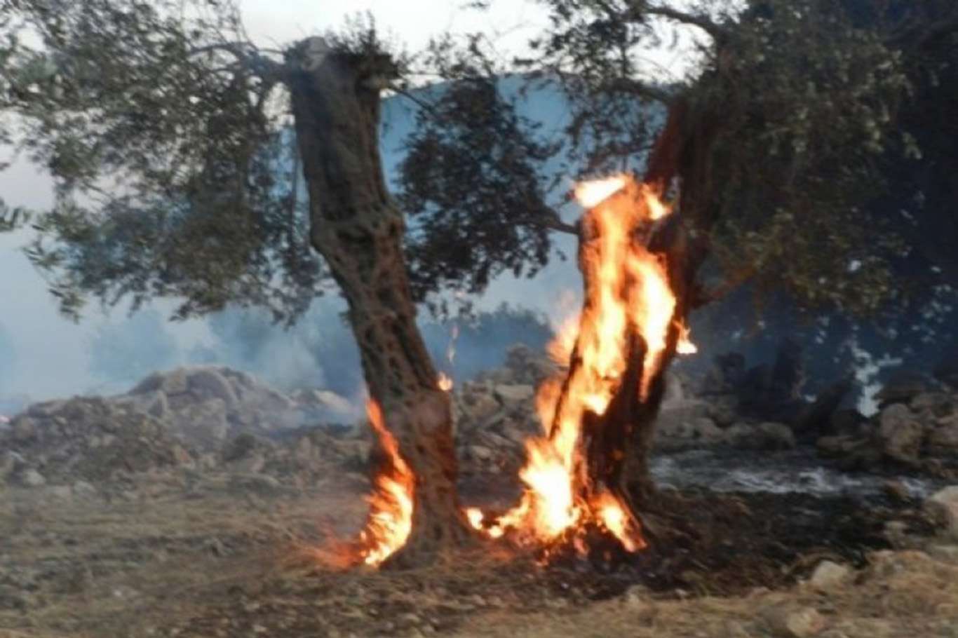 Palestine: Zionist settlers torch dozens of olive trees on Mount Sobeih